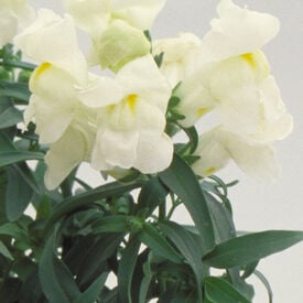 White Floral Showers, (F1) Snapdragon Seeds